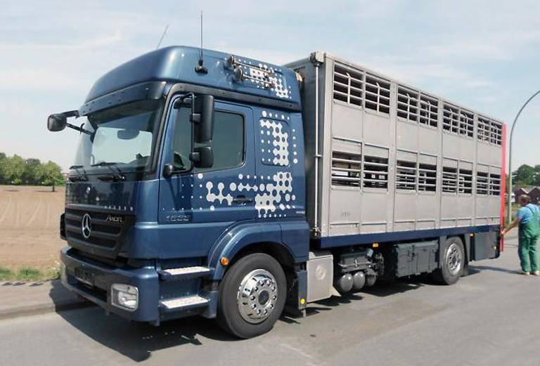 Отвезти рогатый скота автотранспортом из Камчатский край в Камчатский край